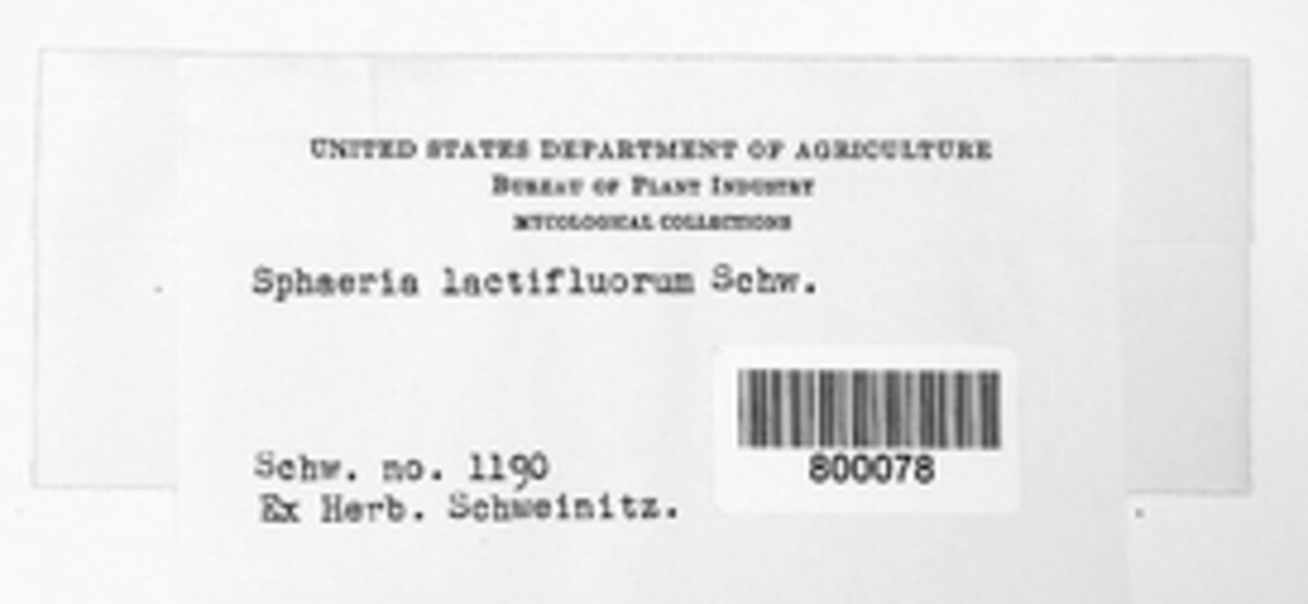 Hypomyces lactifluorum image